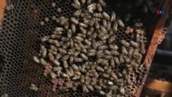 Təhlil: Türkiyənin AB üzvlüyü və Kiprin birləşməsi ehtimalları