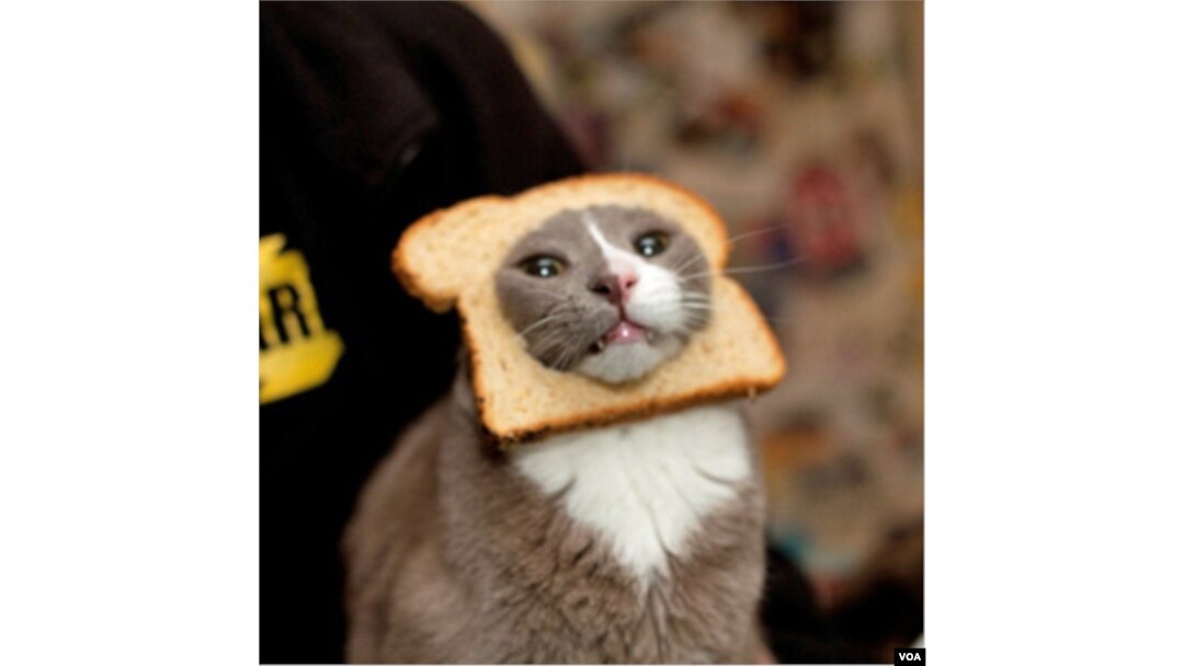 Kucing ini mungkin tidak senang dengan roti yang melingkari kepalanya, seperti sebuah bingkai foto.