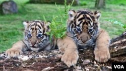 Dua bayi harimau Sumatra di Kebun Binatang Atlanta, negara bagian Georgia, untuk pertama kalinya tampil di depan pengunjung.