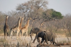 Land as dry as a bone in Zimbabwe as wild animals succumb to a devastating drought