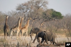 Land as dry as a bone in Zimbabwe as wild animals succumb to a devastating drought