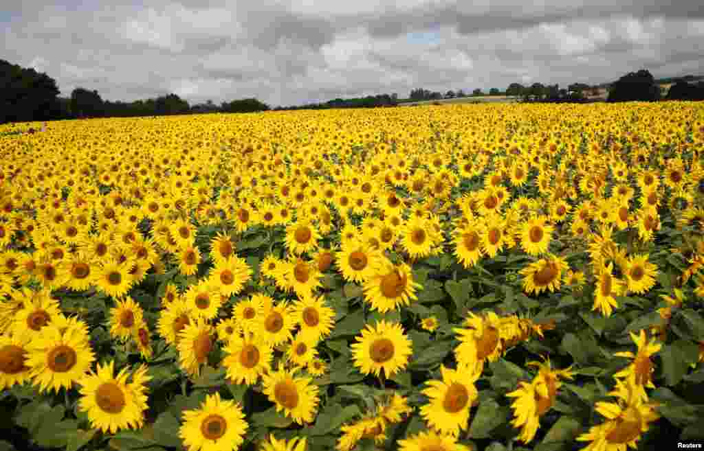 Sunflowers are seen at The Pop Up Farm in Flamstead, St Albans, Britain.