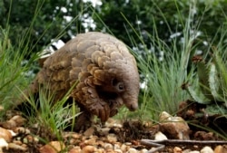 FILE - In this Feb. 15, 2019 file photo, a pangolin looks for food on private property in Johannesburg, South Africa. Often caught in parts of Africa and Asia, the anteater-like animals are smuggled mostly to China and Southeast Asia, where their meat is considered a delicacy and scales are used in traditional medicine. In April 2020, the Wildlife Justice Commission reported traders were stockpiling pangolin scales in several Southeast Asia countries awaiting an end to the pandemic. (AP Photo/Themba Hadebe)
