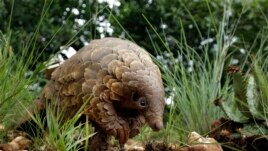 FILE - In this Feb. 15, 2019 file photo, a pangolin looks for food on private property in Johannesburg, South Africa. Often caught in parts of Africa and Asia, the anteater-like animals are smuggled mostly to China and Southeast Asia, where their meat is considered a delicacy and scales are used in traditional medicine. In April 2020, the Wildlife Justice Commission reported traders were stockpiling pangolin scales in several Southeast Asia countries awaiting an end to the pandemic. (AP Photo/Themba Hadebe)