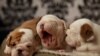 Dokter Hewan AS Sukses Uji 'Bayi Tabung' Anjing