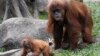 Orangutani u Indoneziji