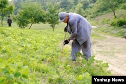 지난 2013년 북한의 특별교화소에 수감 중인 한국계 미국인 케네스 배 씨가 교화소에서 농사노동을 하고있는 모습을 재일본 조선인총연합회 기관지'조선신보'가 공개했다.