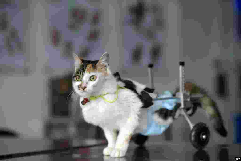 Eight-month-old cat Hei Hudie meaning &quot;black butterfly&quot; with a special walking aid in a pet hospital in China&#39;s southwest Chongqing municipality, March 16, 2015. Hei Hudie had four surgeries within five months after it fell from the tenth floor of a building, and managed to live on with both of its back legs disabled.