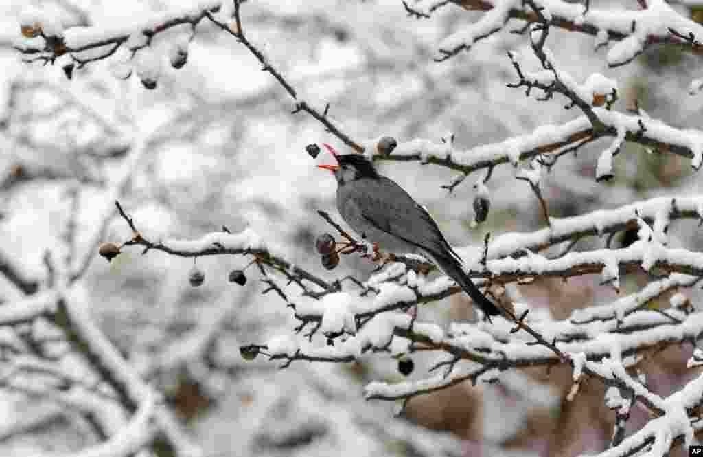 សត្វស្លាប Black Bulbul កំពុងស៊ីចំណីនៅលើដើមឈើមួយដើមដែលគ្របដណ្តប់ដោយព្រិលទឹកកក នៅទីក្រុង&nbsp;Dharmsala ប្រទេសឥណ្ឌា។