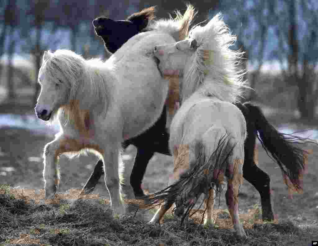 Icelandic horses play on a cold and sunny day in Obernhain near Frankfurt, Germany.