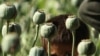 UN: Afghanistan’s Opium Production Set to Spike