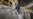 Virus Causes Severe Food Shortages in Africa