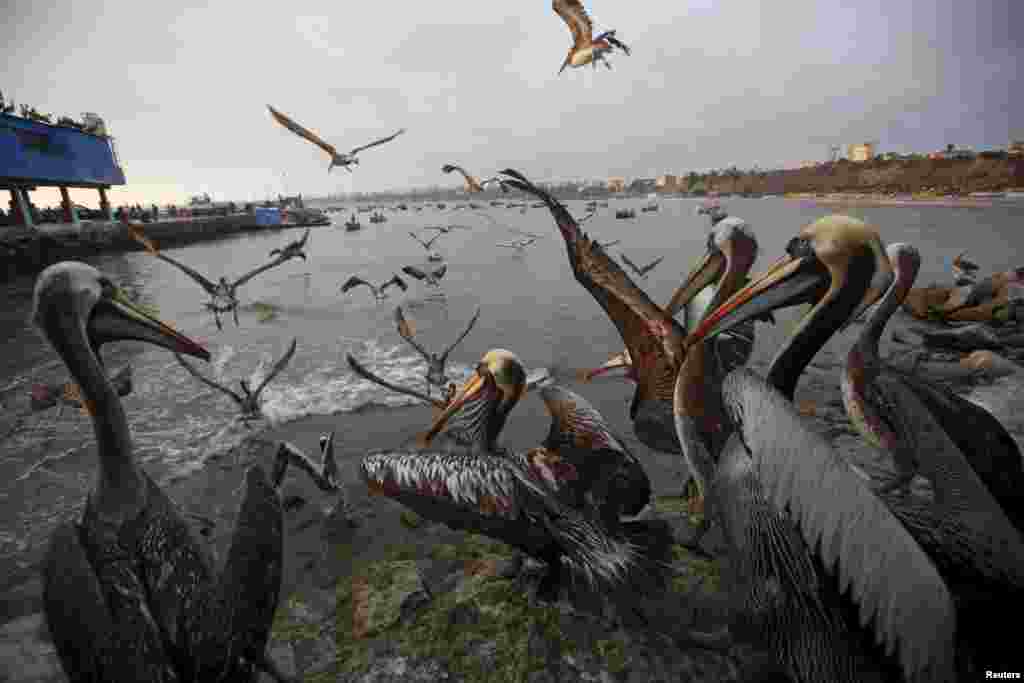 Pelicans wait for food at a market at Pescadores beach in the Chorrillos district of Lima, Peru, Oct. 27, 2015.