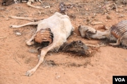 The carcass of a dead animal lies in the middle of a street in the Sool region of Somaliland. (Photo: A. Osman / VOA)