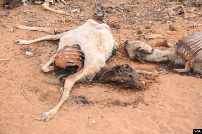 The carcass of a dead animal lies in the middle of a street in the Sool region of Somaliland. (Photo: A. Osman / VOA)