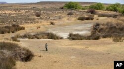 FILE - A shepherd stands in a dry riverbed at Colesberg, Northern Cape, South Africa, Sept. 24, 2021.