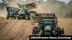 资料照片：工作人员在佐治亚州奎特曼外的里克·戴维斯农场收割花生。(2018年9月25日)