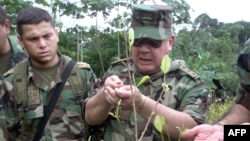 Comandante de las Fuerzas Armadas de Colombia, arranca hojas de coca cerca de la comunidad Tres Esquinas en Putumayo. Foto de archivo.