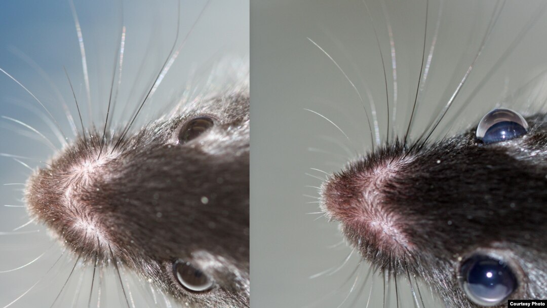 Eyes of a genetically-modified mouse (r) bulge with excess pressure compared to a normal mouse. Pressure damages the optic nerve in human cataract patients, leading to blindness. (Photos: Susan Quaggin, Northwestern Univ./Journal of Clinical Investigation)
