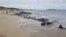 Stranded whales on the beach at Hamelin Bay in this picture obtained from social media, March 23, 2018. 