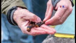 ԱՄՆ-ում հայտնաբերված ‘’մահաբեր բոռի’’ մահացու խայթոցը