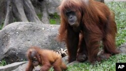 Orangutani u Indoneziji