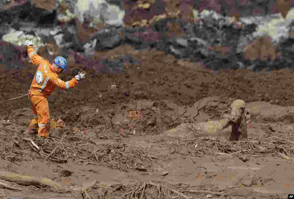 A rescue worker tries to reach a cow that is stuck in a field of mud, two days after a dam collapse in Brumadinho, Brazil.