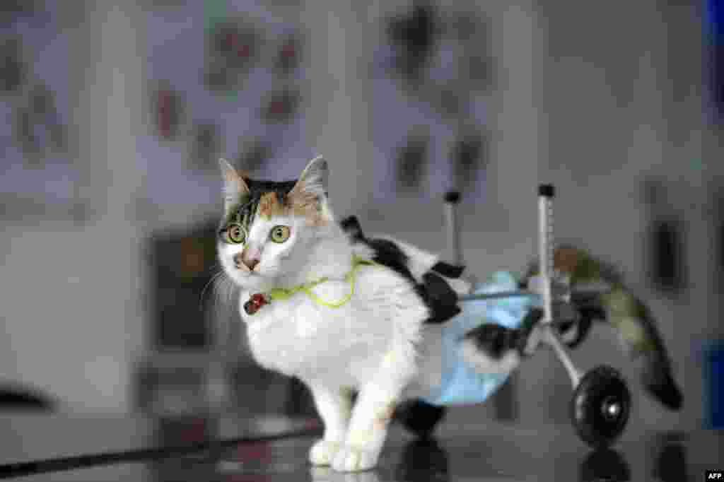 Eight-month-old cat Hei Hudie meaning &quot;black butterfly&quot; with a special walking aid in a pet hospital in China&#39;s southwest Chongqing municipality, March 16, 2015. With the help of some good Samaritans, Hei Hudie had four surgeries within five months after it fell from the tenth floor of a building, and managed to live on with both of its hind legs disabled. Doctors equipped the cat with a special wheelchair to help it walk, local media reported.