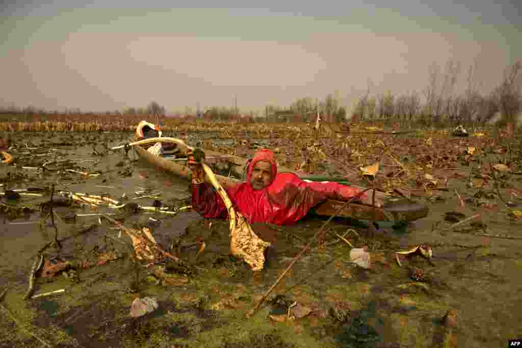 A Kashmiri farmer plucks lotus stems in the cold waters of Anchar Lake in Srinagar, India. (Photo by TAUSEEF MUSTAFA / AFP)