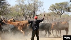  EleBotswana lithi lizaqala ukudubula inkomo zeZimbabwe ezingena kulelozwe