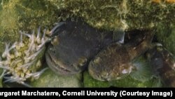 Plainfin midshipman fish off the northern California Coast. The males "sing" at night to attract females to come lay their eggs.