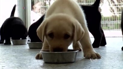 As Puppies Join Police Forces, Veteran Dogs Retire