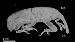 3-D X-ray Provides Detailed Images of How Living Insects Move