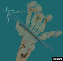 현대 자이언트 판다의 손뼈가 그의 날짜가 표시되지 않은 삽화에 표시되어 있습니다.  (로스앤젤레스 카운티 자연사 박물관/로이터를 통한 유인물)