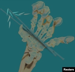 The hand bones of the modern giant panda are seen in his undated handout illustration. (Natural History Museum of L.A. County/Handout via REUTERS)