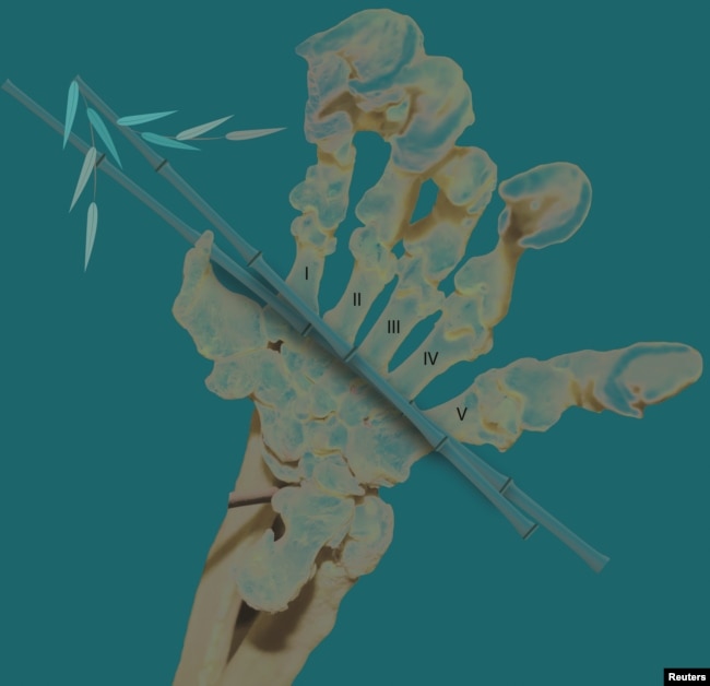 The hand bones of the modern giant panda are seen in his undated handout illustration. (Natural History Museum of L.A. County/Handout via REUTERS)