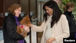 Meghan, Duchess of Sussex meets "Foxy" during a visit to the animal welfare charity Mayhew in London, Britain, Jan. 16, 2019. 