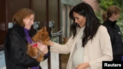 Meghan Markle, yang bergelar Duchess of Sussex, bertemu "Foxy" dalam kunjungan ke pusat amal untuk satwa, Mayhew, di London, Inggris, 16 Januari 2019. 