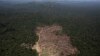 Brazil Confirms Amazon Deforestation Sped Up in 2013