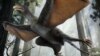 Pigeon-Sized Dinosaur, Precursor to Birds, Had Wings Like Bat