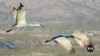 Bird migrations shifting with warming planet in US Southwest