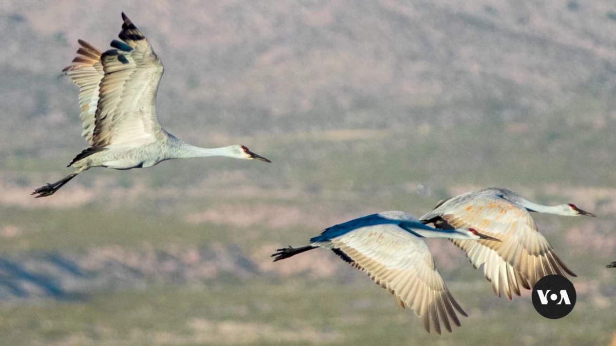 Bird migrations shifting with warming planet in US Southwest