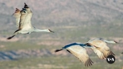 Bird migrations shifting with warming satellite  successful  US Southwest