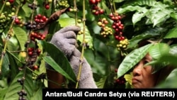 Seorang pekerja memetik biji kopi robusta di perkebunan dekat Banyuwangi, Jawa Timur, 10 Agustus 2016, sebagai ilustrasi. (Foto: Antara/Budi Candra Setya via REUTERS)