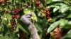 Seorang pekerja memetik biji kopi robusta di perkebunan dekat Banyuwangi, Jawa Timur, 10 Agustus 2016. (Foto: Antara/Budi Candra Setya via REUTERS)