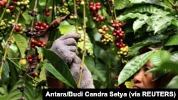 Seorang pekerja memetik biji kopi robusta di perkebunan dekat Banyuwangi, Jawa Timur, 10 Agustus 2016. (Foto: Antara/Budi Candra Setya via REUTERS)