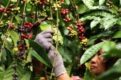 Seorang pekerja memetik biji kopi robusta di perkebunan dekat Banyuwangi, Jawa Timur, 10 Agustus 2016. (Foto: Antara/Budi Candra Setya via REUTERS)