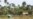 Black-Market Oil Booms in Niger Delta