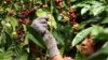 Seorang pekerja memetik biji kopi robusta di perkebunan dekat Banyuwangi, Jawa Timur, 10 Agustus 2016, sebagai ilustrasi. (Foto: Antara/Budi Candra Setya via REUTERS)