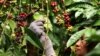 Seorang pekerja memetik biji kopi robusta di perkebunan dekat Banyuwangi, Jawa Timur, 10 Agustus 2016. (Foto: Antara/Budi Candra Setya via REUTERS)